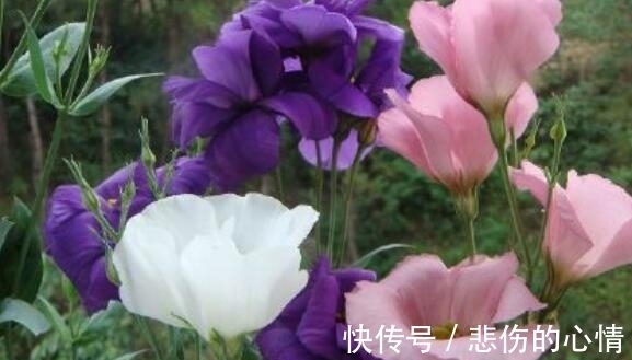 家里阳台养此款花,新手也能养爆盆,比香水都好闻,满屋子都是香