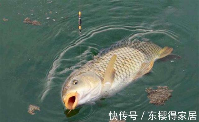 秋季|仲秋守大鱼,杂鱼总是来捣乱,钓鱼老司机说:杂鱼不闹,大鱼不到