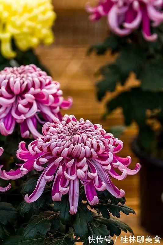 4种花身材不大，花量却怪“吓人”，深秋花开一大片，美翻了