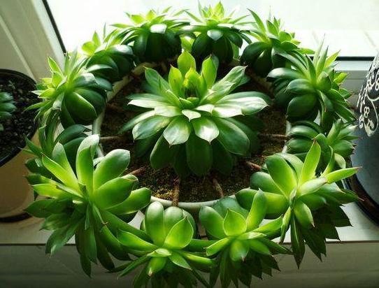 给''砍头''多肉摘老叶，调整这3方面供给，侧芽个个长成小莲花