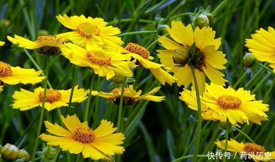 4种花养了就爆盆，好养易活开花漂亮，花量大不操心