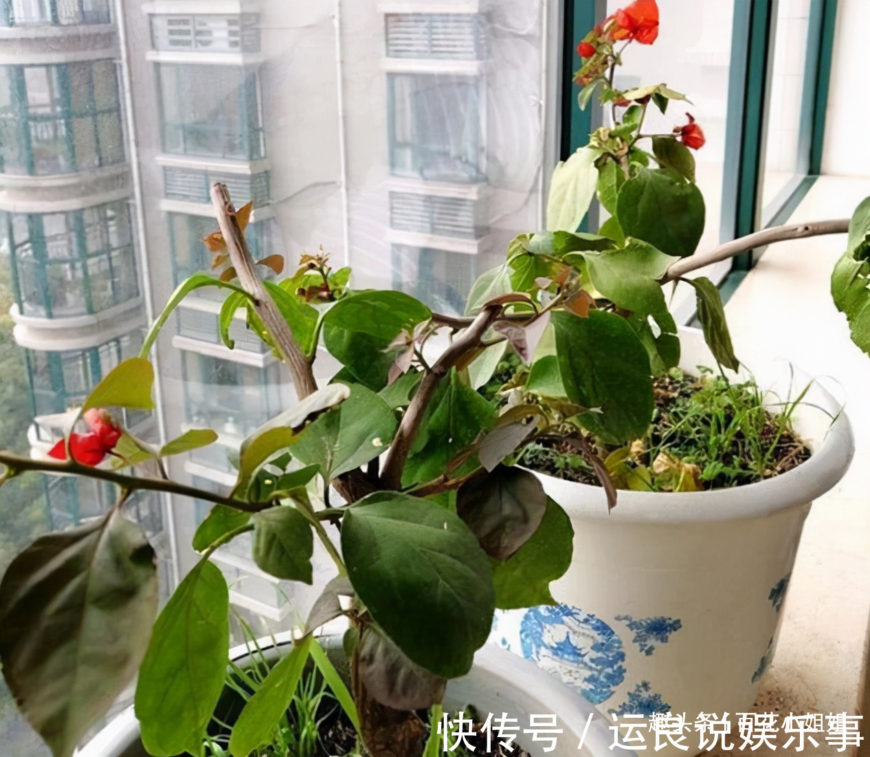 5种花,懂花的人不在家里养,会被嘲笑“没品位”