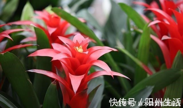 耐阴花|适合冬天养的8种耐阴花,没有直射光,也能有花赏!