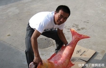 诱饵笼|放长线沉底钓的装备和钓组结构,爱钓大鱼的你别错过