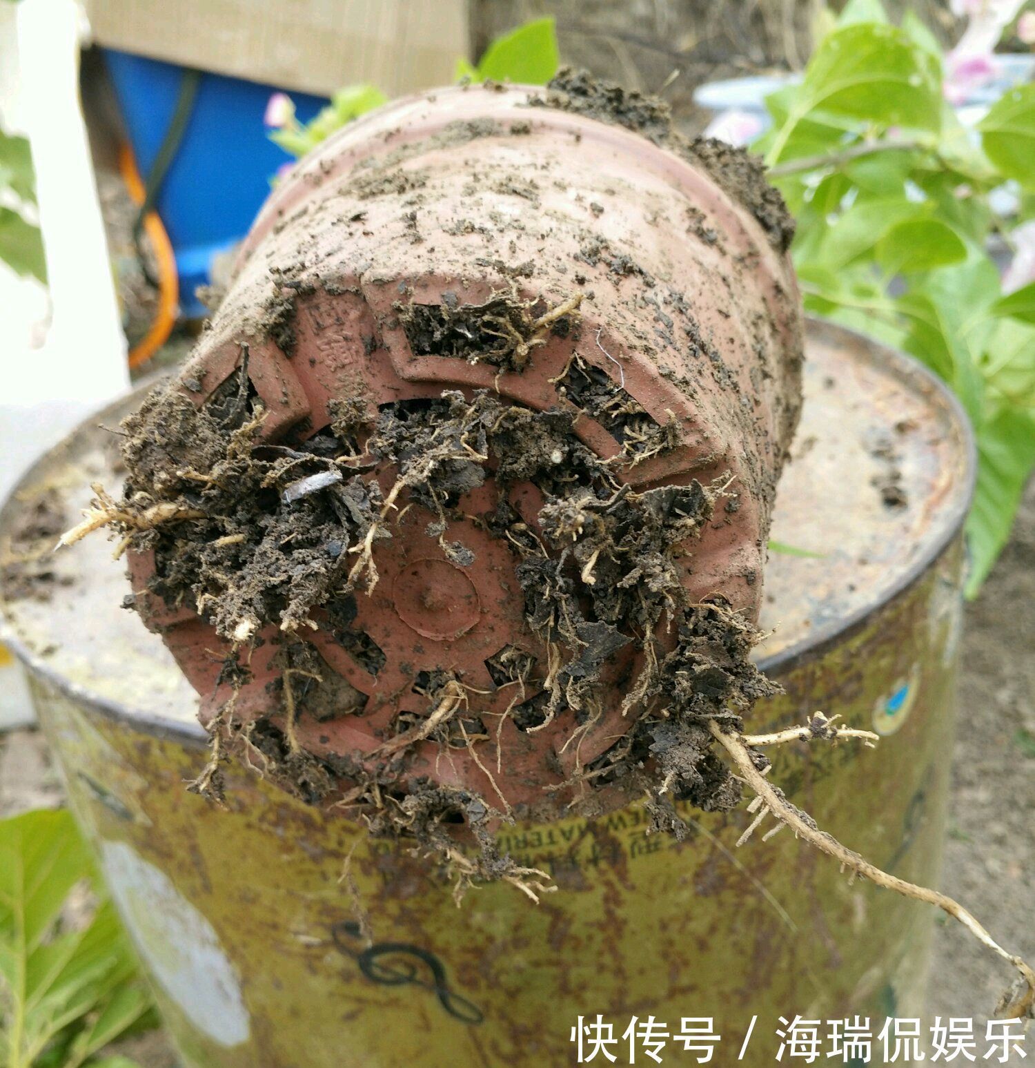 爆盆|三角梅控水后还是开花少又少只需一妙招,一个星期开花爆盆