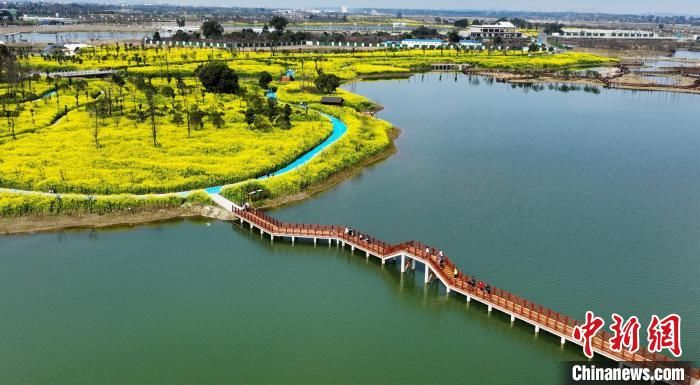 眉山|四川眉山乐山岷江两岸油菜花开引人醉