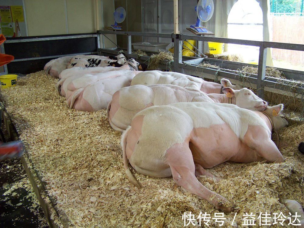 抑制素|魔鬼筋肉牛:人类改造出来的怪物,世界上最强壮的牛,你敢吃吗?