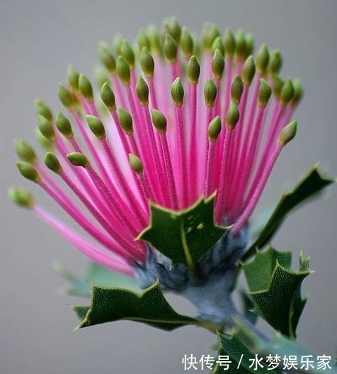 花姿|喜欢牡丹,不如养高端花卉”火柴“拔克西木,形似火柴,花姿俊美