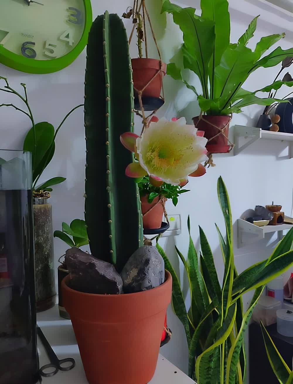 20种吉利大盆栽，客厅放一盆，吸收废气去异味，寓意好更养人