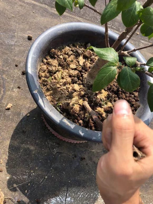 板结|养花的土太结实？1个小窍门，土壤松软如发糕，透气不烂根！