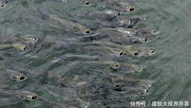 小鱼|翘嘴怎么钓?钓翘嘴用什么饵料钓最好?