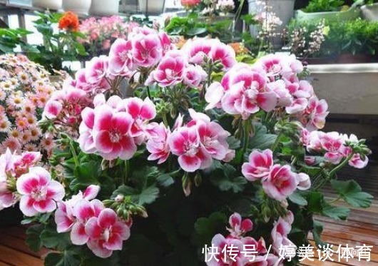 夜来香|临近夏天蚊虫变多了,这3种花香蚊虫最怕,一家老小都能安心度夏