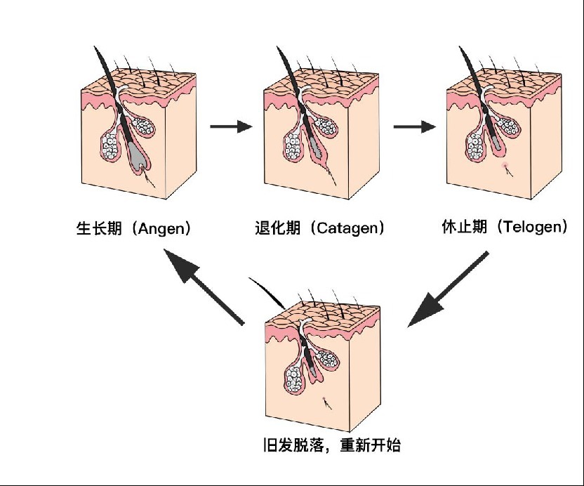  浓密|人们为什么会脱发？怎么养成浓密发量？