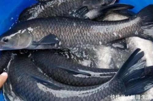 贪吃|女生怀孕后要当心,胎儿“最怕”4物,贪吃或会造成胎儿畸形