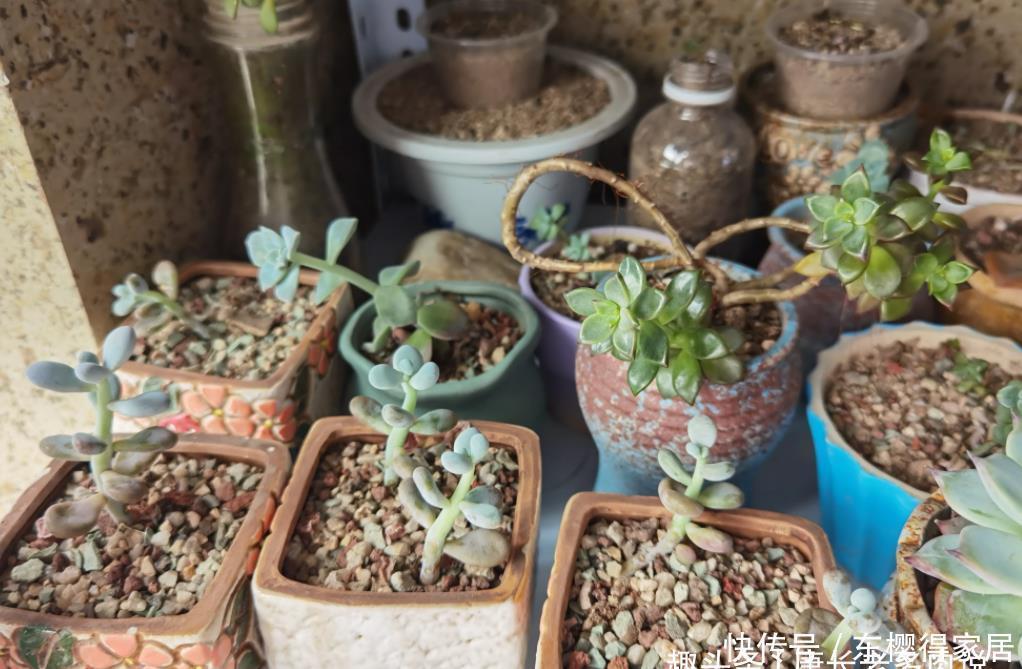 阳台|阳台养多肉容易徒长?新手朋友不妨试试这些品种,相信你不会失望