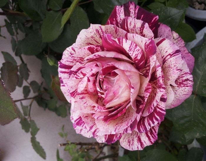 重瓣花中的佼佼者,3种特殊的复色花,开花后实在惊艳夺目