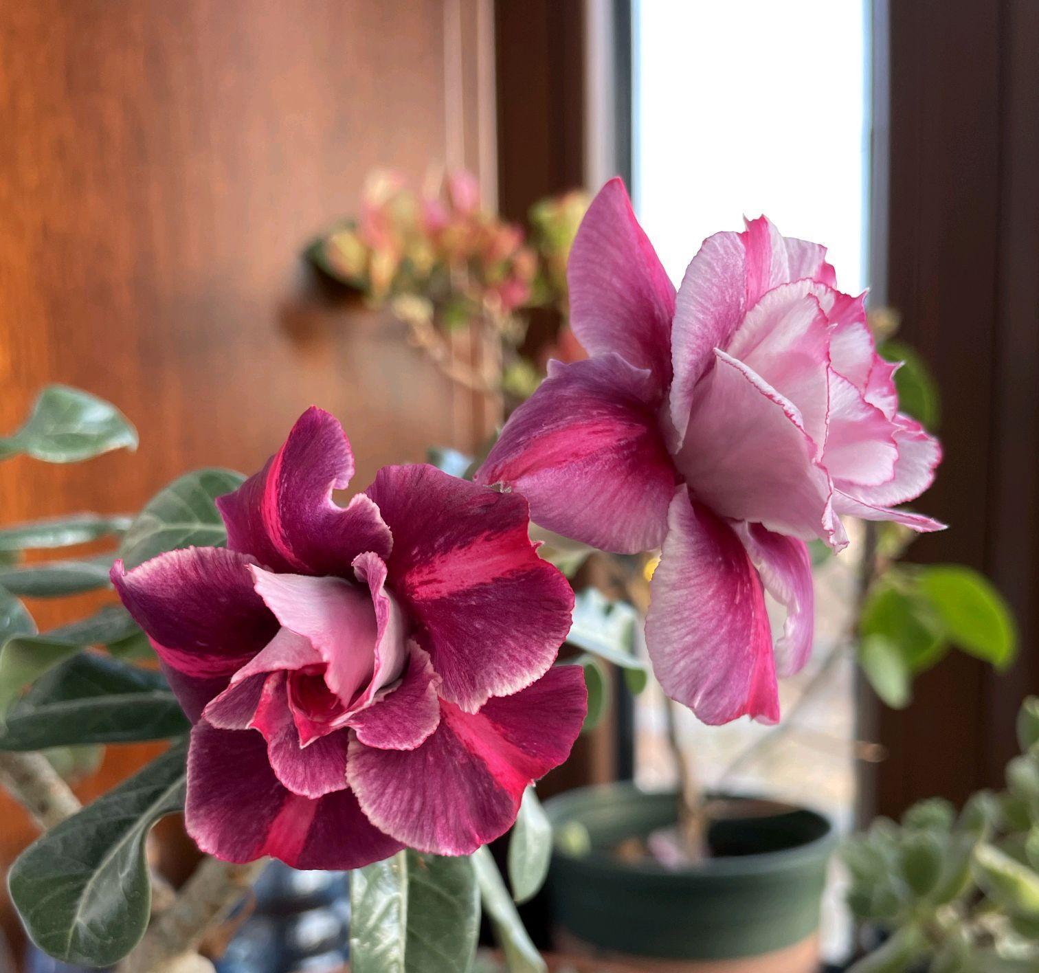 7种“娇气花”，10度还不拿屋里去，几天就冻死，只剩空花盆