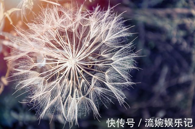 國家藥典|蒲公英根48小時內可殺死98%癌細胞，這一說法是真的嗎？