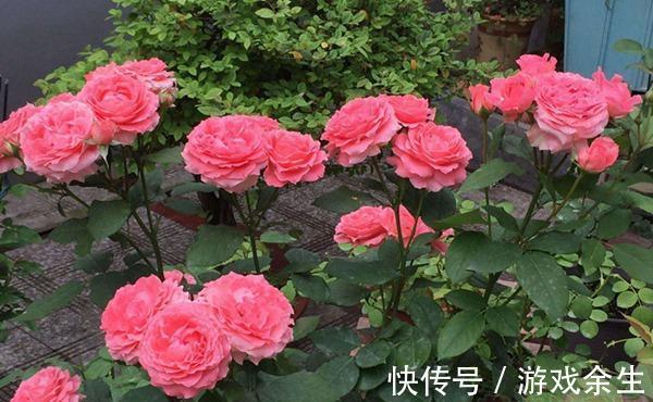 养花试试这几款,病虫害少,适应性强,一年四季都能开花