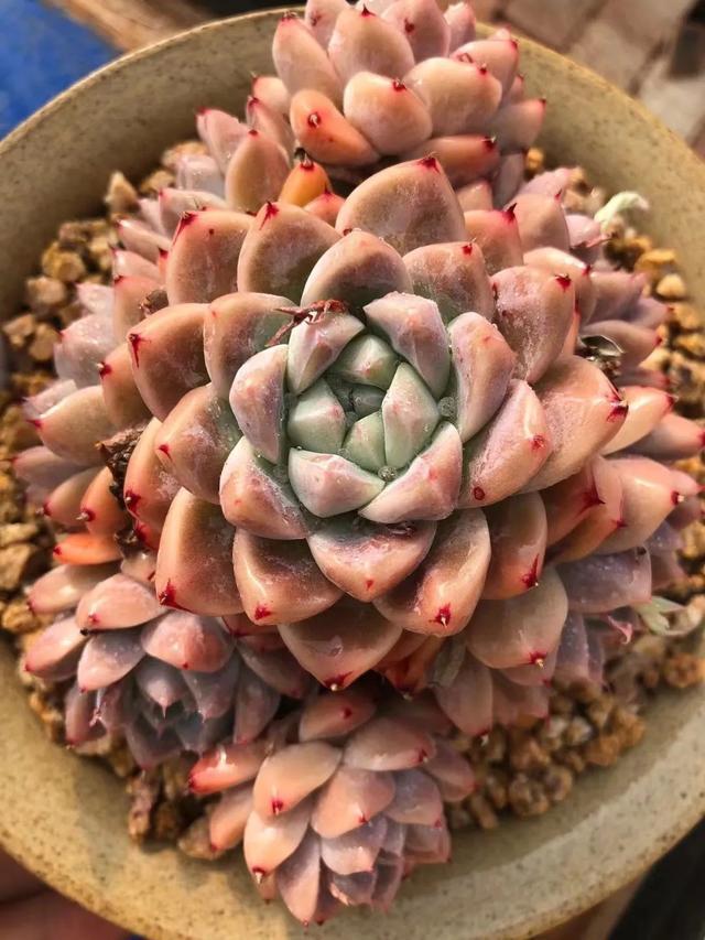 所爱隔山海,山海皆可平!多肉不只露养好看,灯光下的多肉也精彩