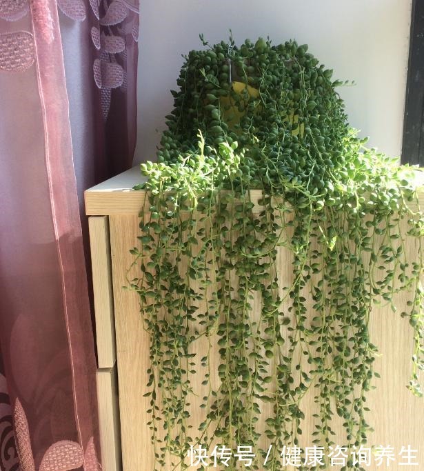 等我有个独立院子，就把多肉种墙上，一面种法师，一面种紫乐！