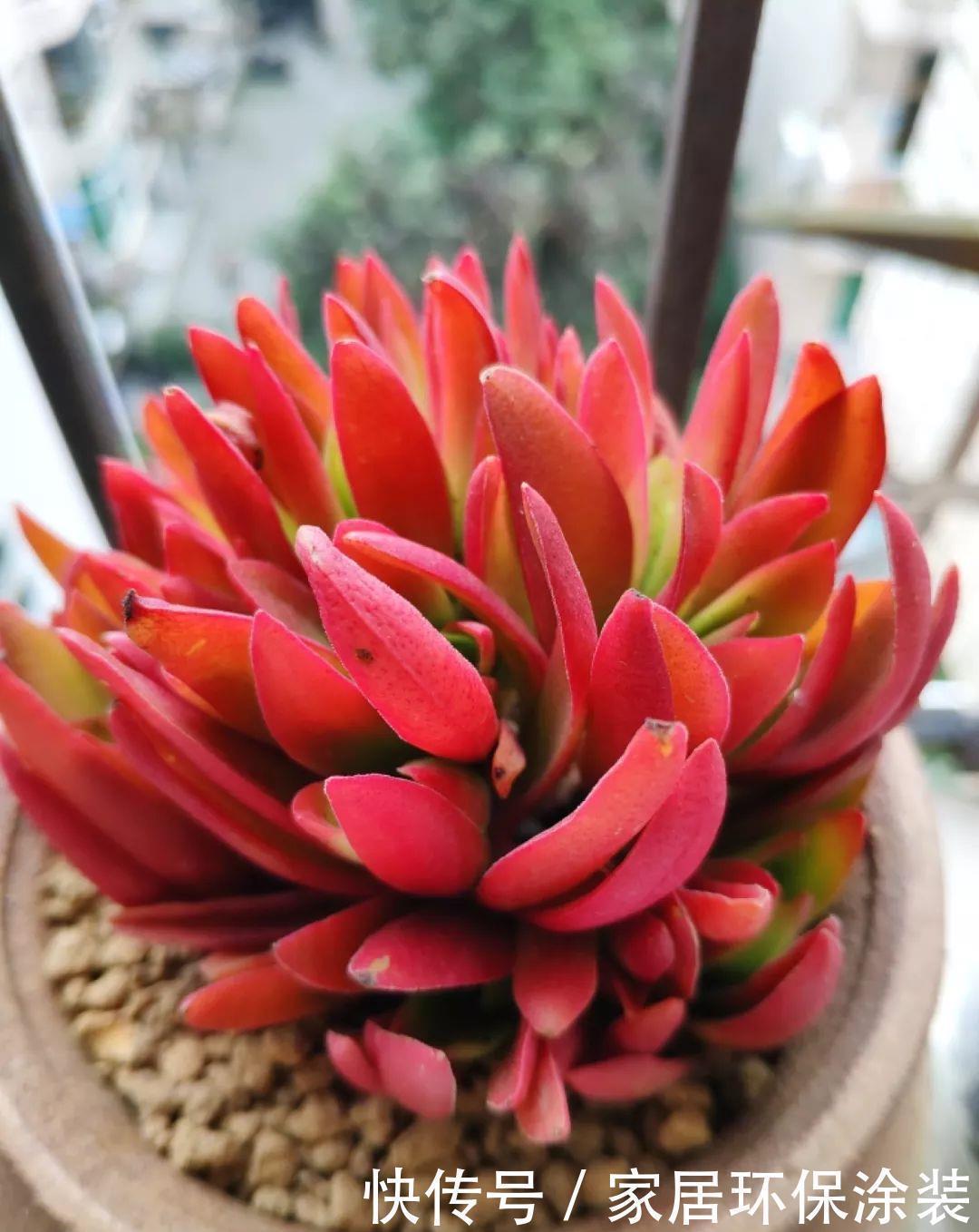 招财进宝|家里养盆它，财源滚滚来，让你新年越来越有钱！