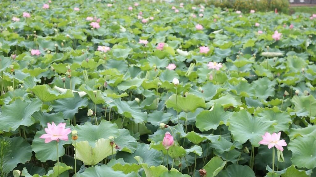 秦勇|盛夏时节 来自贡这里“荷”你相遇