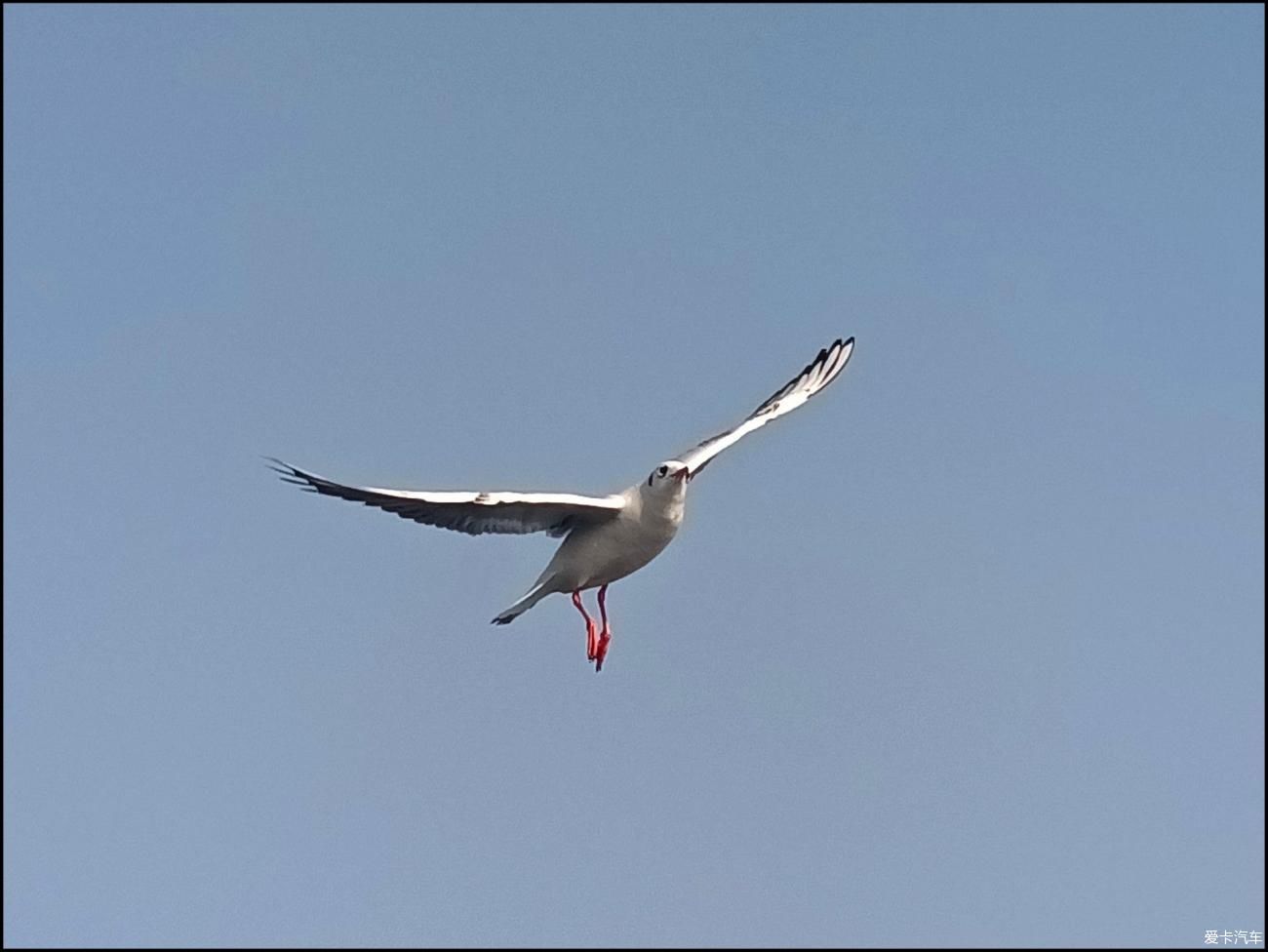 自驾游无锡5A级景区观红嘴鸥