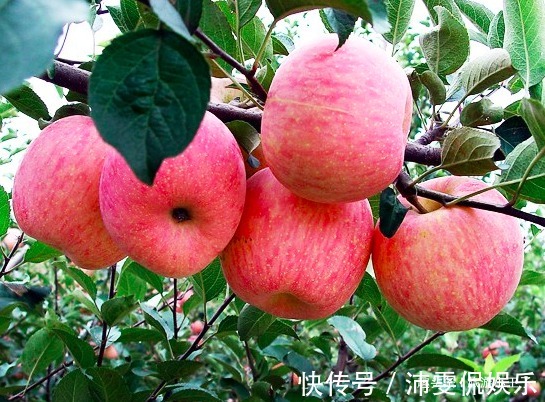 禁忌|秋天常吃苹果身体好，但也要注意苹果一大禁忌，大家来了解吧