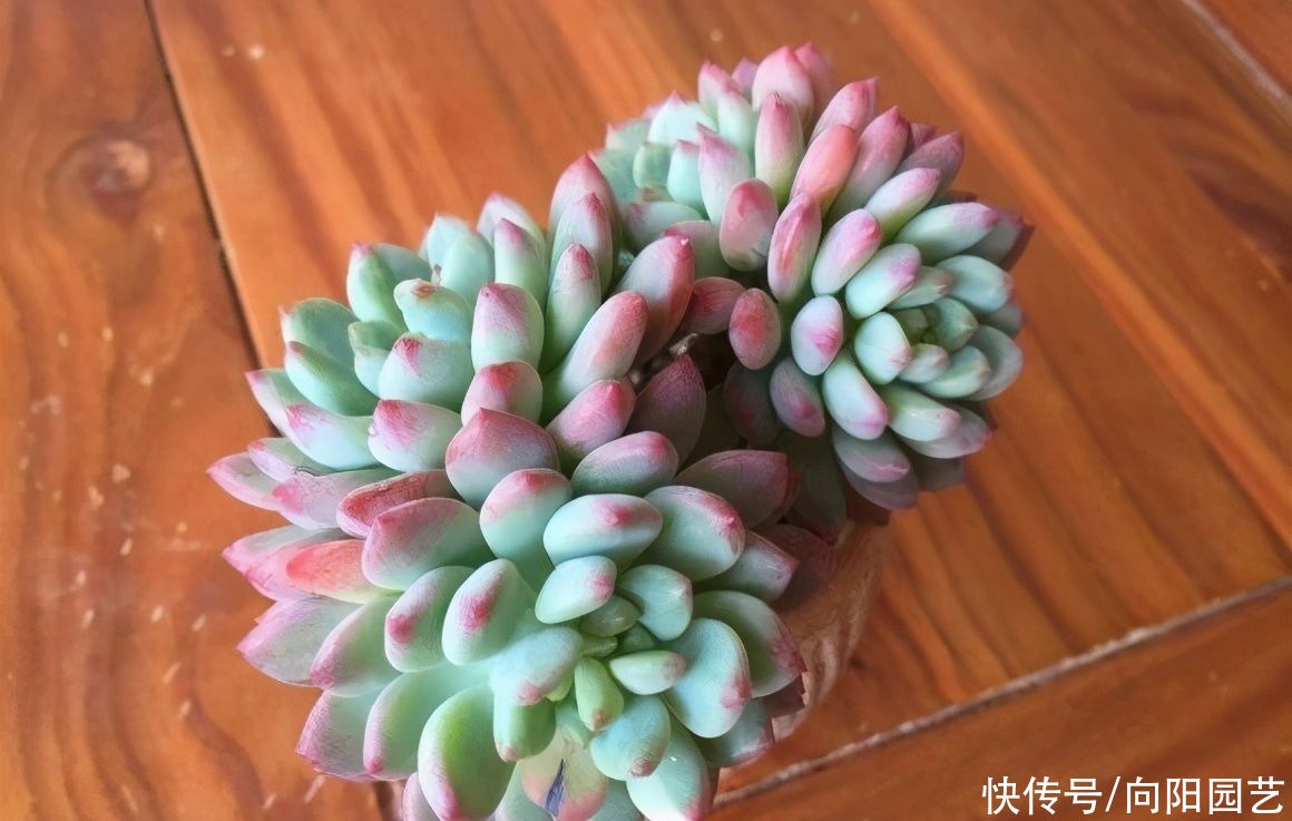  根系|冬季养多肉，想让肉肉更饱满，用“小盆”养，棵棵肥胖可爱