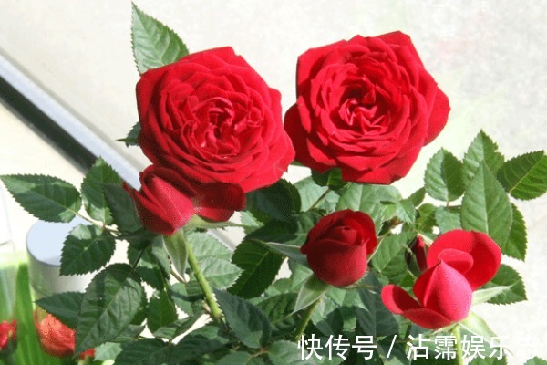土壤|玫瑰扦插总是失败试着用“它”帮个忙，之后发芽、生根旺
