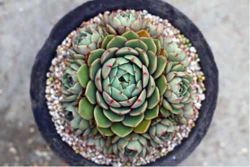 高温天气如何服盆？一招让多肉成活率达90%