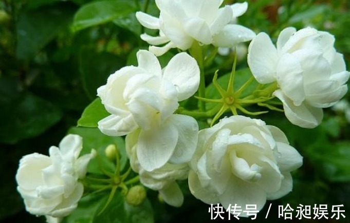 花草匠|“茉莉花”开花少消除“3个”隐患,花苞不断冒,开花爆满枝