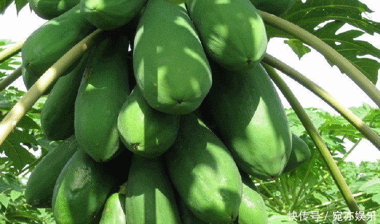 能补充营养和培养抗病能力的木瓜,农民们抓住三点不能全部吃的木瓜