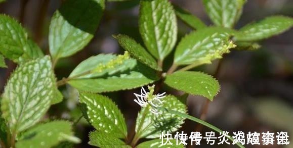 笔者|农村一种野草,人称“四大天王”,连蛇都怕它,但民间价值很珍贵