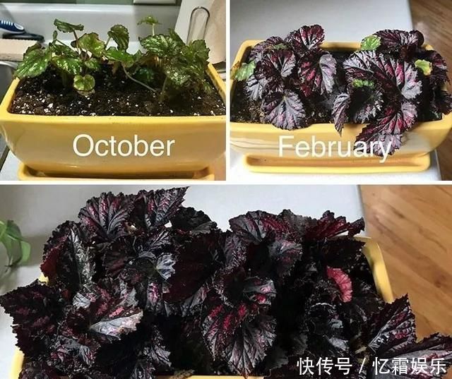 快枯死的绿植在大神手下起死回生，对比图超治愈又励志哇