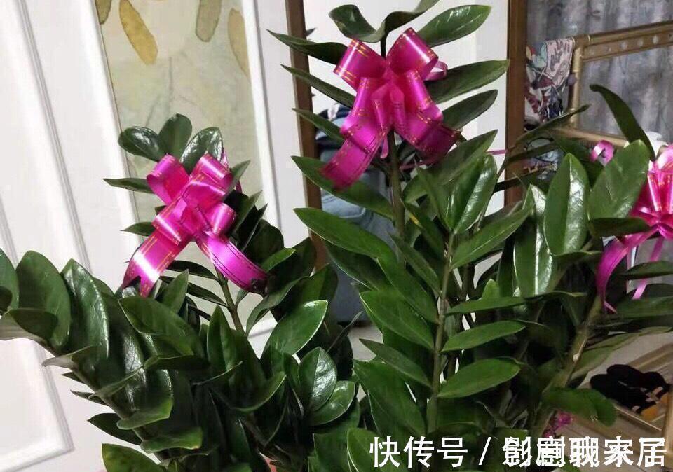 钱币|这七种植物天生就是富贵命，家里养一盆，招财纳福