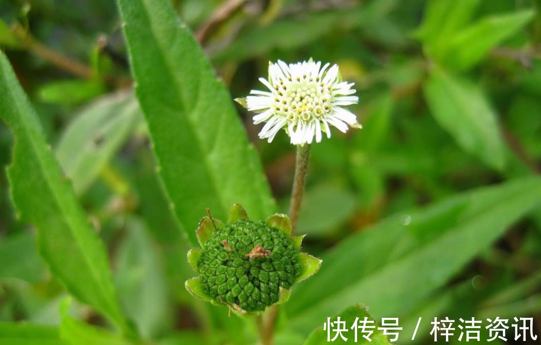 野生植物|农村里常见得一种野草，不仅能够凉血止血，还对心脑血管也有效用