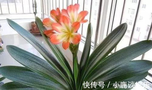 君子兰|浇君子兰加“3种肥水”，养2年不烂根，土壤疏松透气、肥沃促花