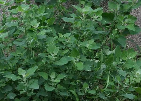 誤以為有毒不敢吃，農民見到就鏟除，其實營養(yǎng)豐富，一斤高達15元