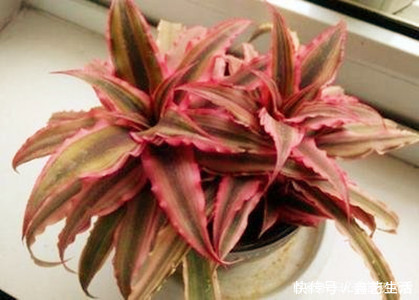 适合做室内桌面盆景,值株小巧又耐阴的几款绿值