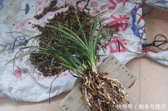 8种花,开完花别急着丢,剪一刀还能继续开!