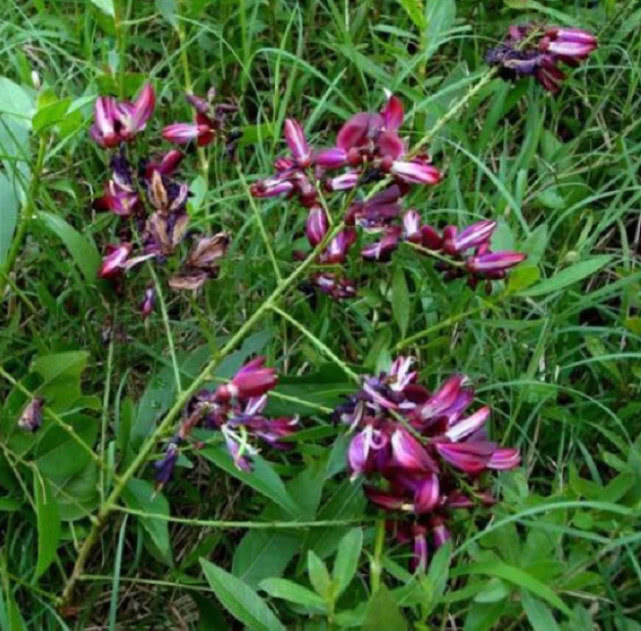 它被称为鸡血藤,不仅可做盆栽观赏,还是珍贵药材,见到请珍惜