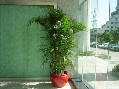 合果芋|屋里干燥，那就摆这5种花，能当加湿器，皮肤不粗糙！