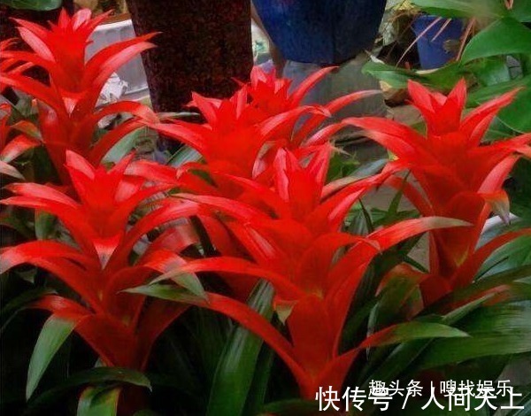 此花花色绚丽,别致的花朵形态宛如玲珑宝塔,象征幸福就在你身边