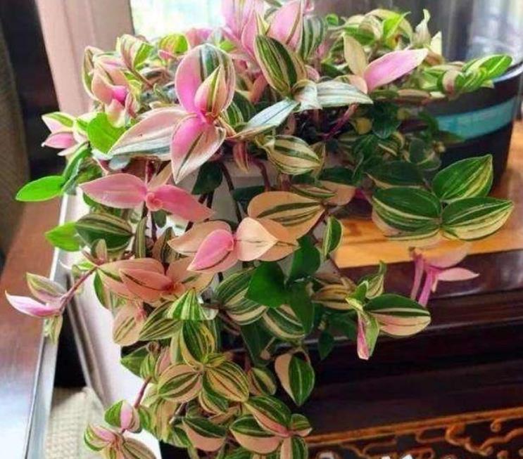 几款艳丽的花卉,漂亮又好闻,四季繁花似锦,姿色艳丽