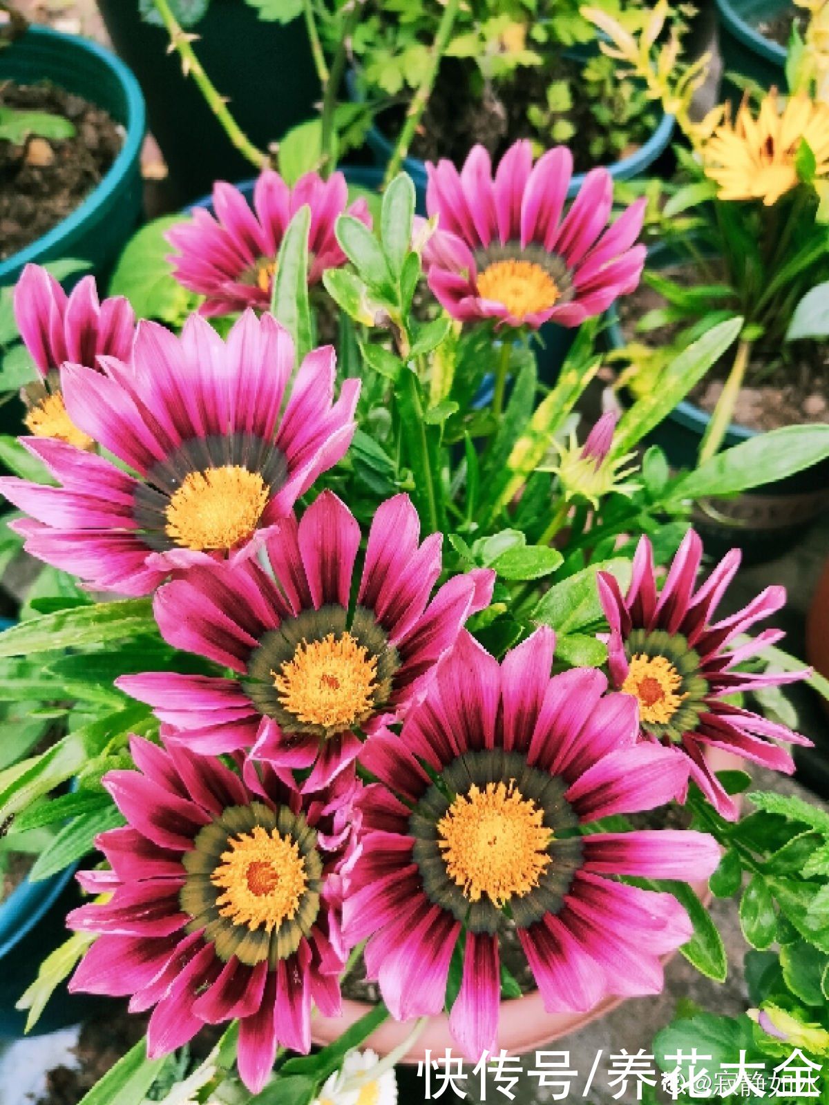 家里有个小窗台，养4种草花，过年开爆盆