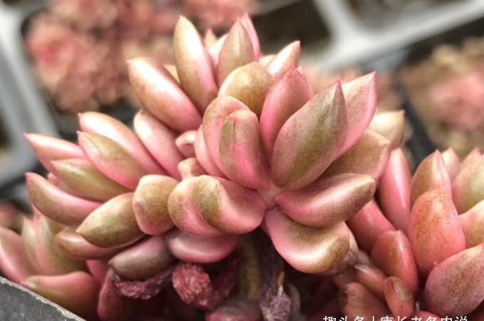 有一种多肉名字尴尬不想养，但非常适合女士养，它就是苏菲儿