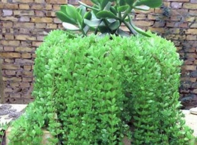 在山坡下，倘若遇见1种“野生天麻”，请别乱挖，1斤卖650元！