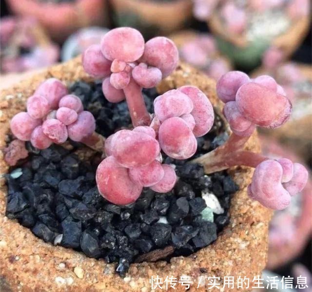 多肉|养不死的“桃蛋”,用“小陶盆”养,爆盆快,60天成老桩!